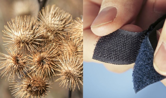 BİYOMİMİKRİ Eğitim Platformu Açıldı